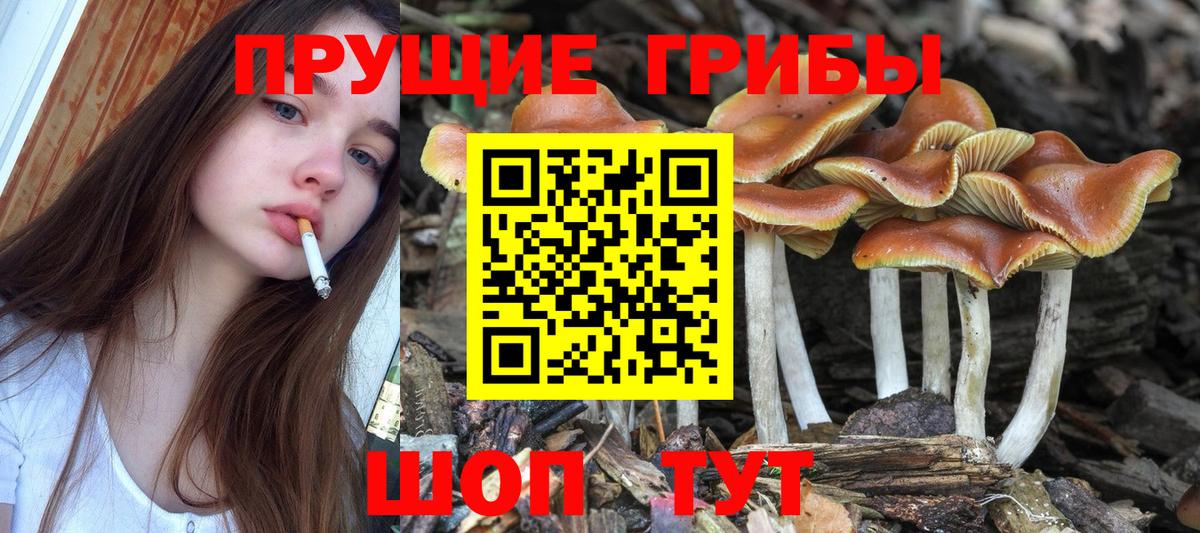 сколько стоит  Гай  Галлюциногенные грибы мицелий 